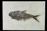 Fossil Fish (Diplomystus) - Green River Formation - Inch Layer #138603-1